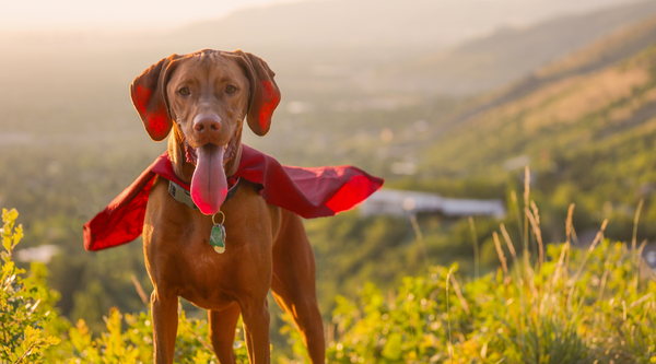 Top 10 Heroic Service Dogs that Risked Everything