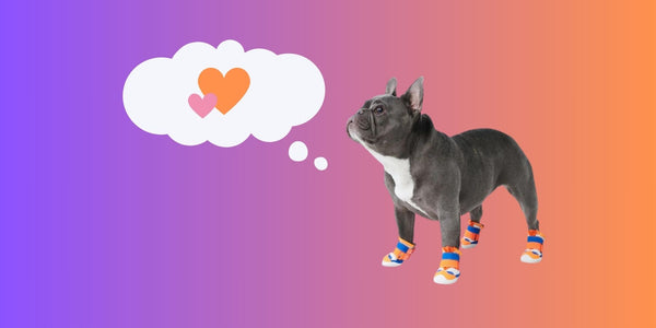 Best Dog Shoes: How to Choose the Right Pair for Your Pup