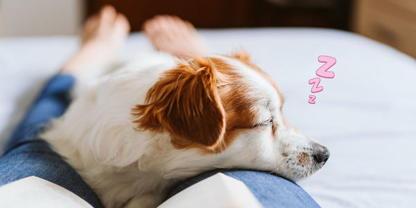 Why Does My Dog Lay on Me? Unraveling the Mystery of Furry Cuddles