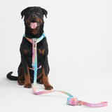 Pastel Icing Harness