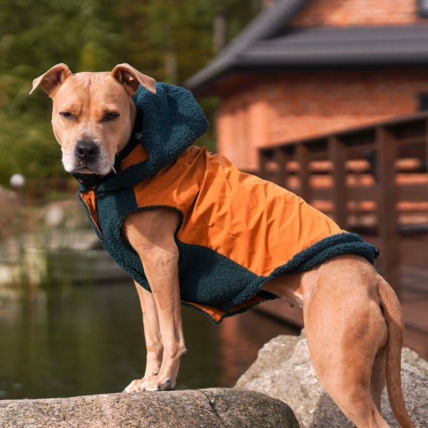 Best winter jackets for dogs best sale