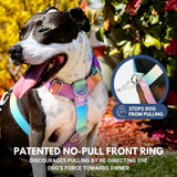 Comfort Control No-Pull Dog Harness Set - Pastel Icing