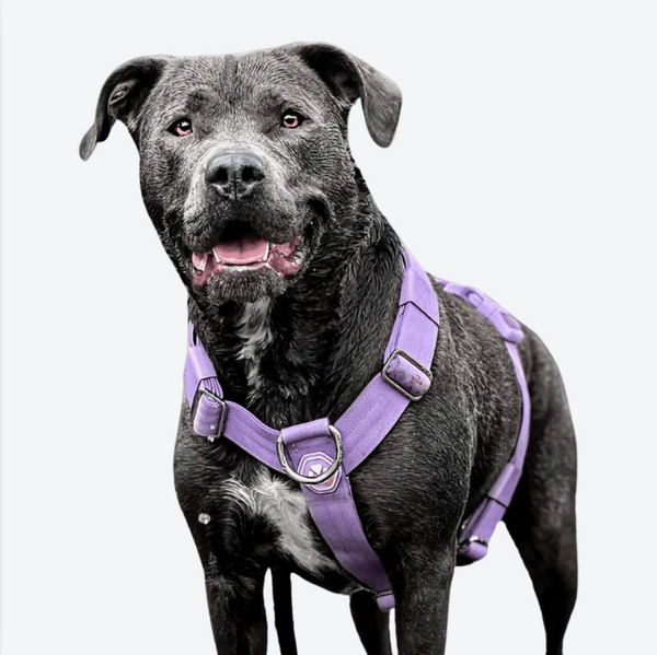 Comfort Control No-Pull Dog Harness Set - Lilac