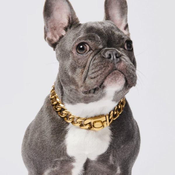 Luxury Gold Dog Collars and Leashes - BIG DOG CHAINS – BIG DOG CHAINS ®